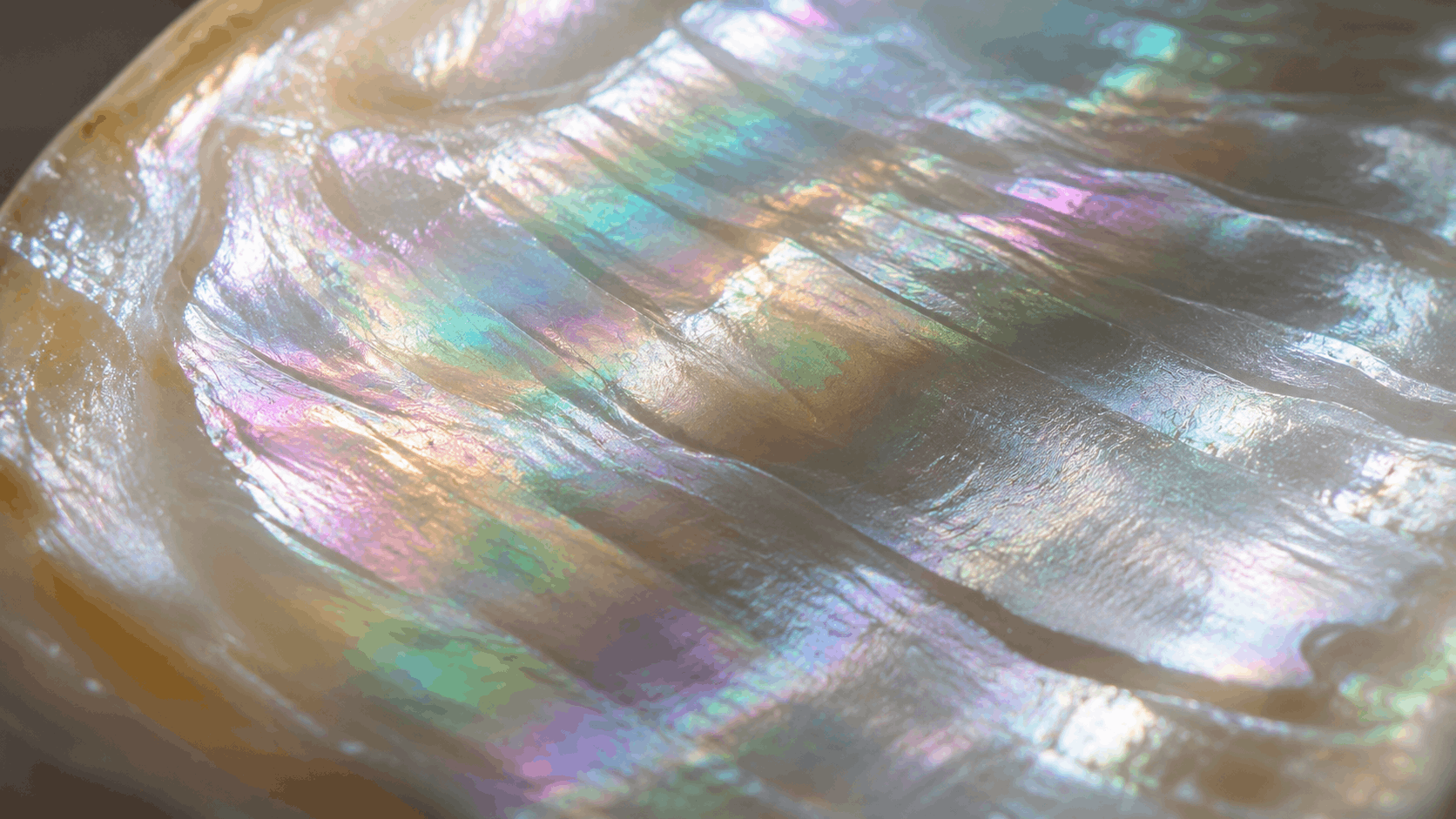 01. ما هو اللؤلؤ الطبيعي (Mother of Pearl) فعلاً ولماذا يحتاج إلى تنظيف دقيق